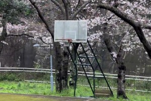 初恋的感觉篮球网红仲qiuqiu晒在樱花丛中的最美篮球场